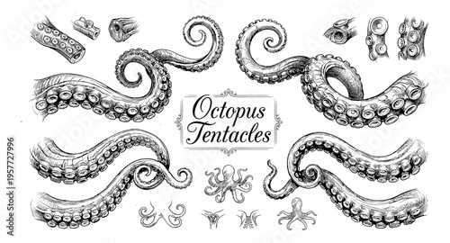 Detailed ink sketch of various octopus tentacles and suction cups on a white background