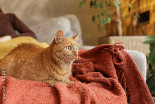 Quadro su tela Ginger cat lying on blanket on sofa cozy home pet lifestyle interior
