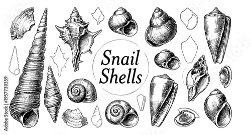 Collection of detailed hand-drawn snail and seashell illustrations in black and white