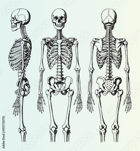 Detailed anatomical human skeleton illustration in three different views