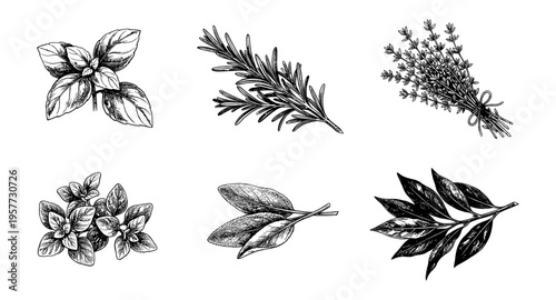 Collection of hand-drawn culinary herbs including basil, rosemary, thyme, oregano, sage, and bay leaves