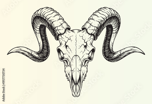 Detailed illustration of a ram skull with large horns isolated