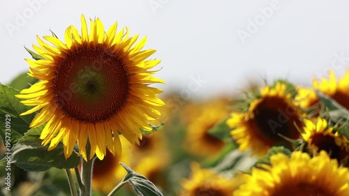 Vibrant yellow sunflower blooming and swaying gently in light summer breeze