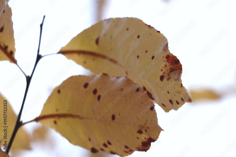 Fototapeta premium Realistic yellow leaves with dark spots on a branch