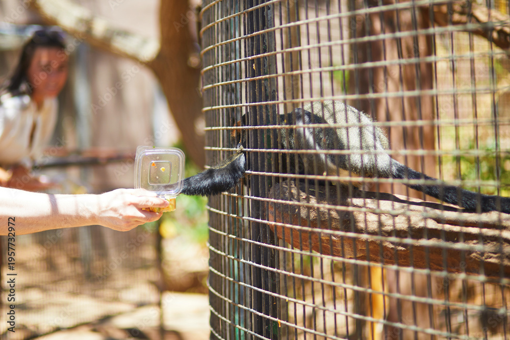 Fototapeta premium Visitor feeding a ring tailed lemur through the enclosure mesh at Monkey Park in Tenerife, Canary Islands, Spain.