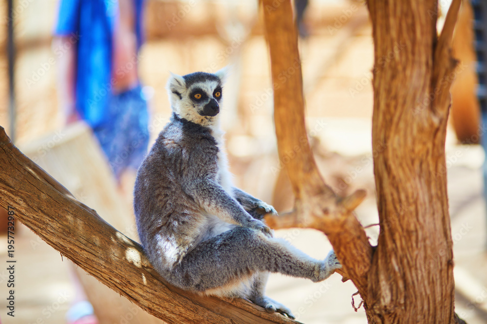 Naklejka premium Ring tailed lemur walking on sandy ground at Monkey Park in Tenerife, Canary Islands, Spain. Exotic primate portrait with raised striped tail, bright eyes, and warm natural light in a zoo setting
