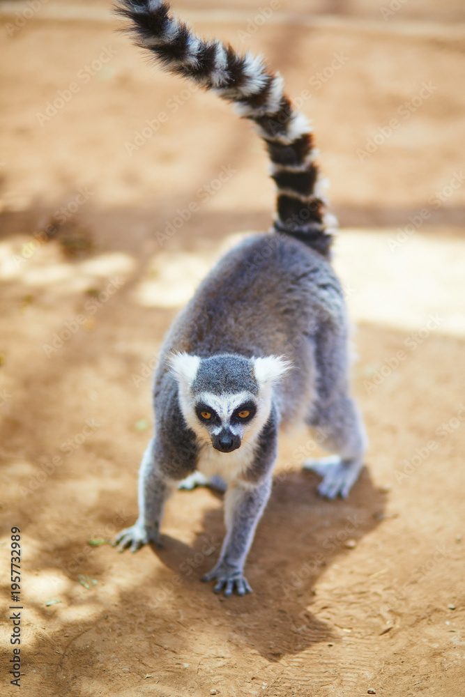 Obraz premium Ring tailed lemur walking on sandy ground at Monkey Park in Tenerife, Canary Islands, Spain. Exotic primate portrait with raised striped tail, bright eyes, and warm natural light in a zoo setting