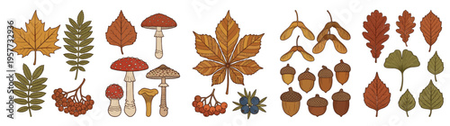 Autumn Nature Elements Collection Isolated on White: Hand-Drawn Fall Leaves, Mushrooms, Acorns, and Berries for Seasonal Designs, Harvest Festivals, and Educational Resources.