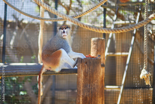 Photography Patas monkey (Erythrocebus patas) sitting on a wooden post inside an enclosure at Monkey Park in Tenerife, Canary Islands, Spain