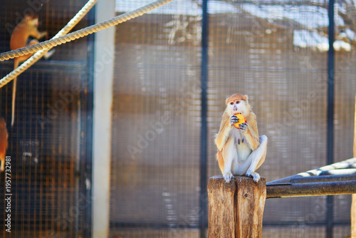 Photography Patas monkey (Erythrocebus patas) sitting on a wooden post inside an enclosure at Monkey Park in Tenerife, Canary Islands, Spain