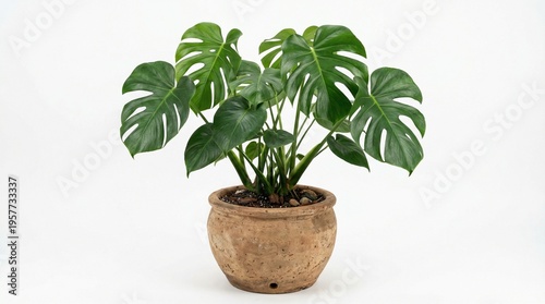 A lush green potted plant with large leaves sits in a textured round pot, isolated on white background