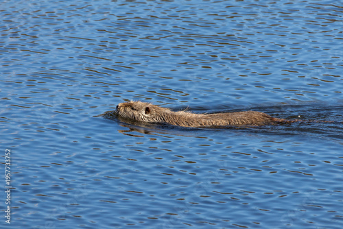 Coypu myocastor coypus swimming with head above water and ripples on surface