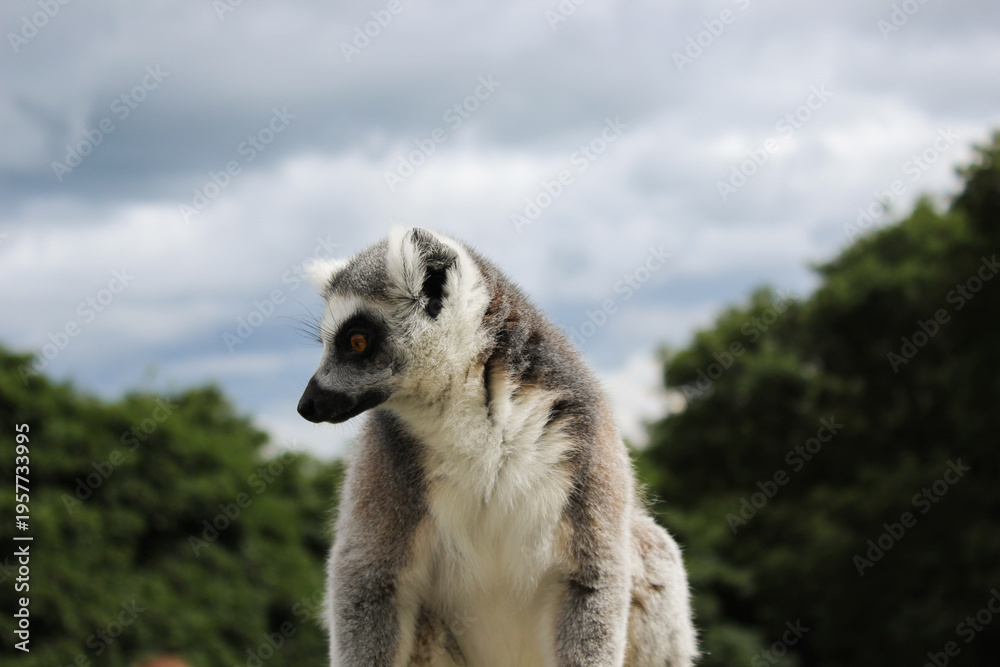 Fototapeta premium A ring tailed lemur against cloudy sky