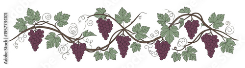 Decorative Grapevine Border with Ripe Purple Grapes and Green Leaves, an Elegant Botanical Illustration for Wine, Food, and Nature-themed Designs, isolated on white.