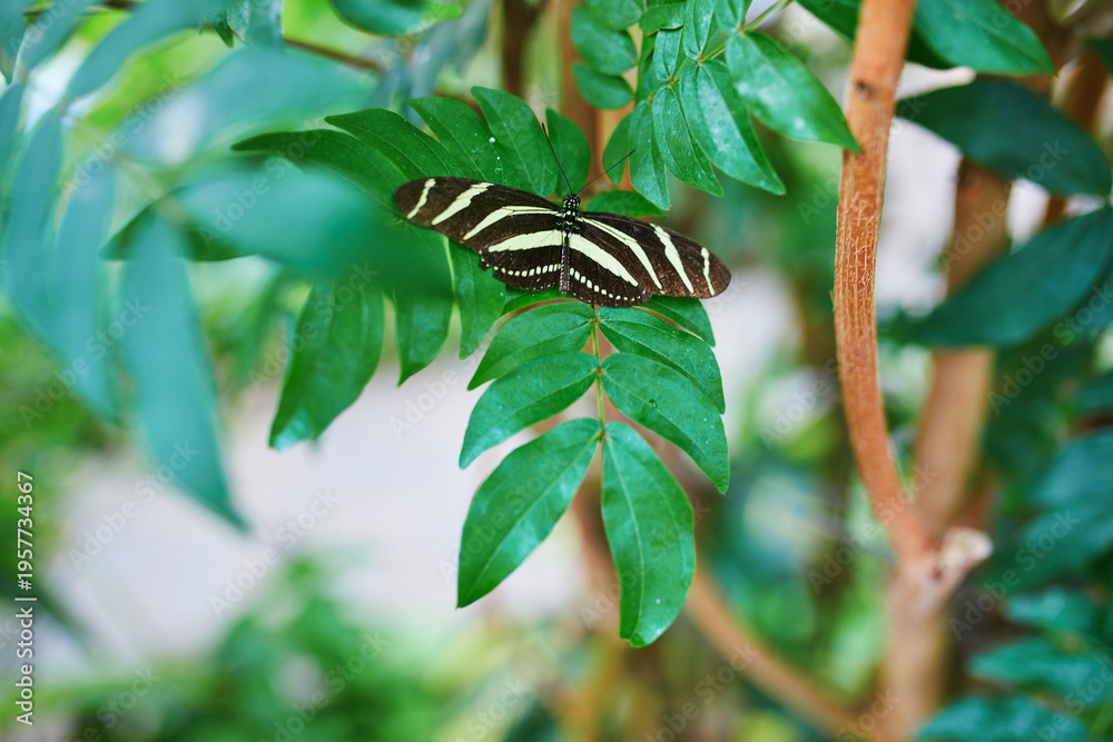 Naklejka premium Zebra longwing butterfly feeding on a colorful lantana flower in a butterfly park in Icod de los Vinos, Tenerife, Canary Islands, Spain.