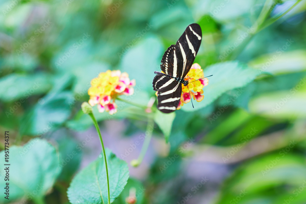 Obraz premium Zebra longwing butterfly feeding on a colorful lantana flower in a butterfly park in Icod de los Vinos, Tenerife, Canary Islands, Spain.