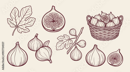 Vintage botanical illustration of figs with leaves, onions and chestnuts in a woven basket, a sepia hand-drawn still life.