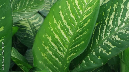 Close-up view of vibrant tropical leaves with striking green and yellow variegation patterns