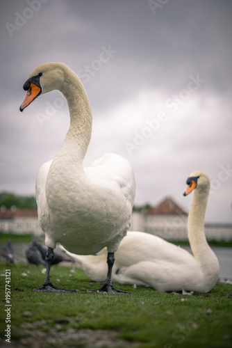 Close-Up White Swan Standing on Lakeshore
