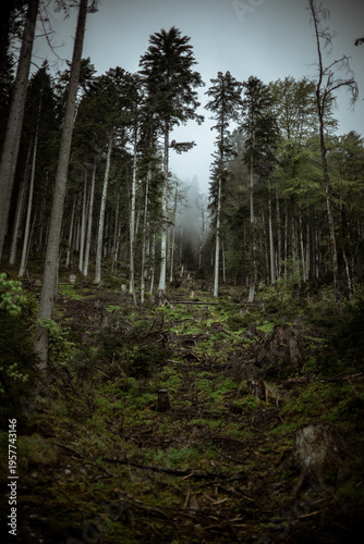 Misty Forest Slope with Tree Stumps and Regrowth
