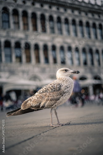 Seagull in Busy European Square with People in Background