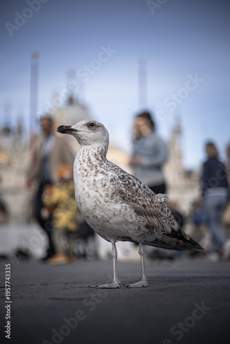 Seagull in Historic Square with Blurred Architecture Background