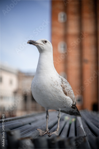 Seagull Standing in Historic European City with Classic Architecture