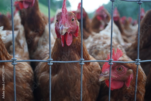Fotografía Close-up of brown hens standing behind a wire fence in a farm enclosure, highlighting poultry farming, livestock, and agricultural production