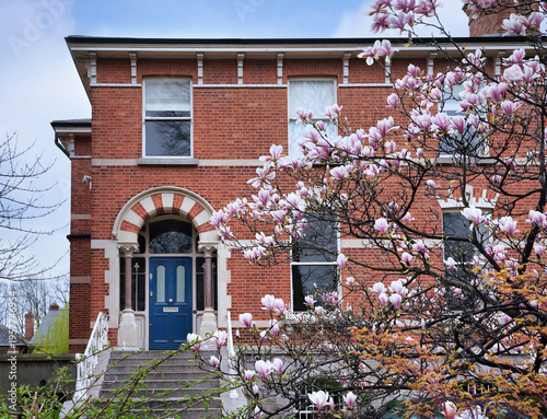 brick semi-detached houses in an older suburban residential neighborhood with magnolia tree blooming in spring