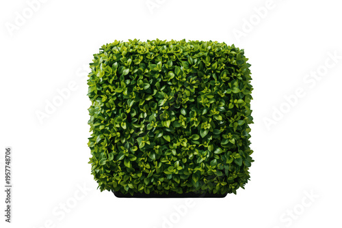 Green boxwood shrub cut into a square topiary shape, creating an element for landscaping, gardening, and design