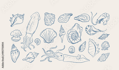 Seashell Set Line Art