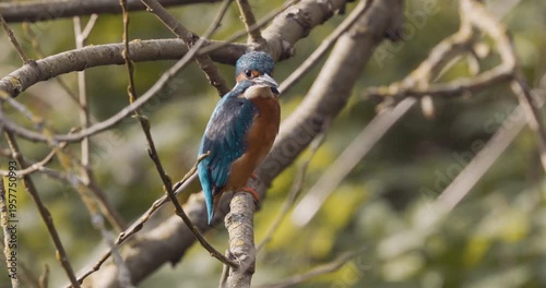 A Kingfisher diving from a tree branch perch