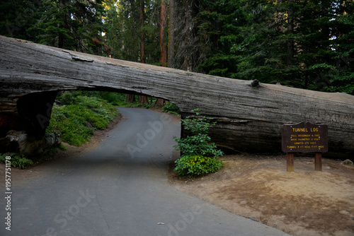 Iconic Tunnel Log Fallen Sequoia Tree Along Scenic Forest Road