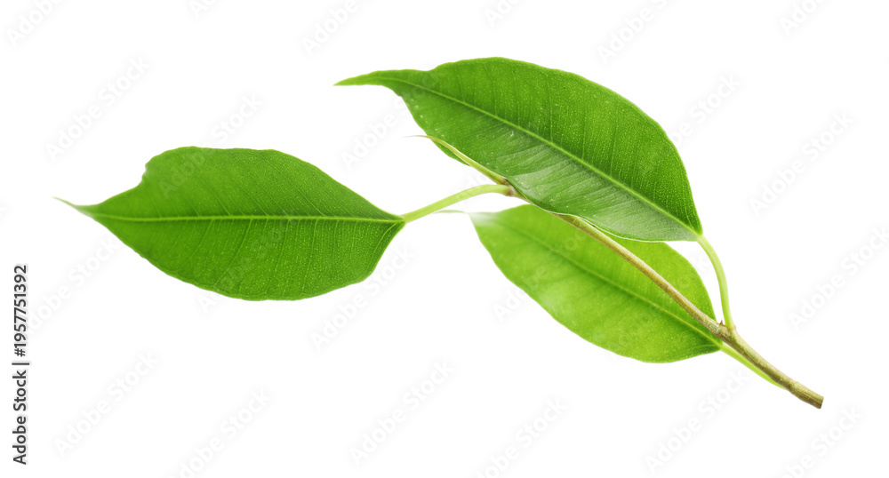 Fototapeta premium Branch with fresh green citrus leaves isolated on white