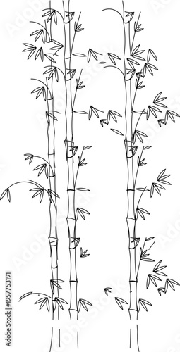 Technical landscape elevation drawing showing bamboo plants with characteristic segmented stems, nodes and foliage for garden design details.