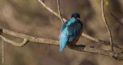 A close up of a colorful Kingfisher perched on a branch
