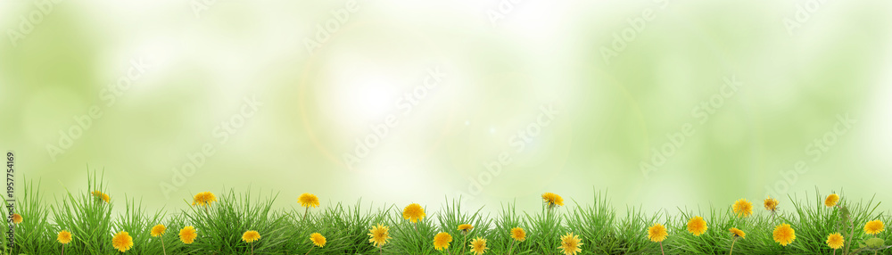 Fototapeta premium Yellow dandelions growing in lush grass against blurred green background, banner design. Spring season