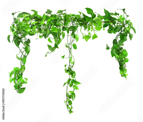 Bright green golden pothos on white background. Climbing house plant