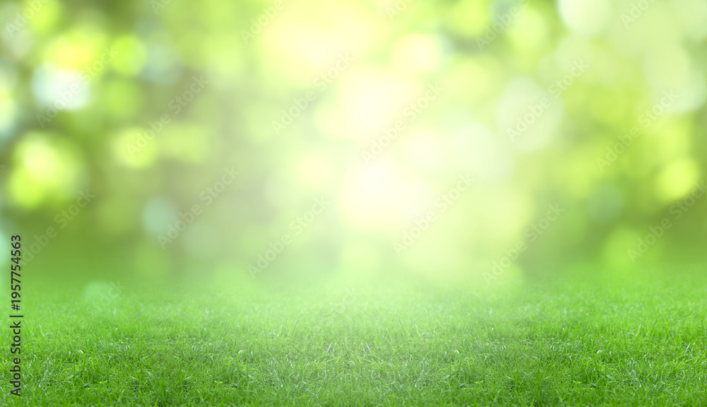 Fototapeta premium Meadow with sunlit lush green grass on spring day