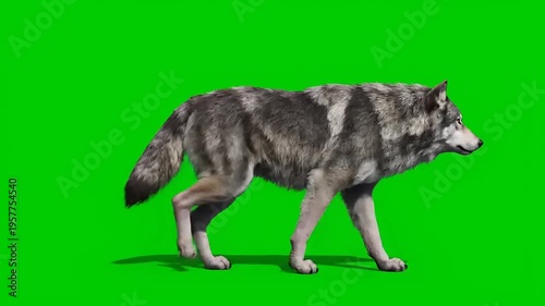 A realistic grey wolf walks in profile against a green screen background, captured in a high-definition video