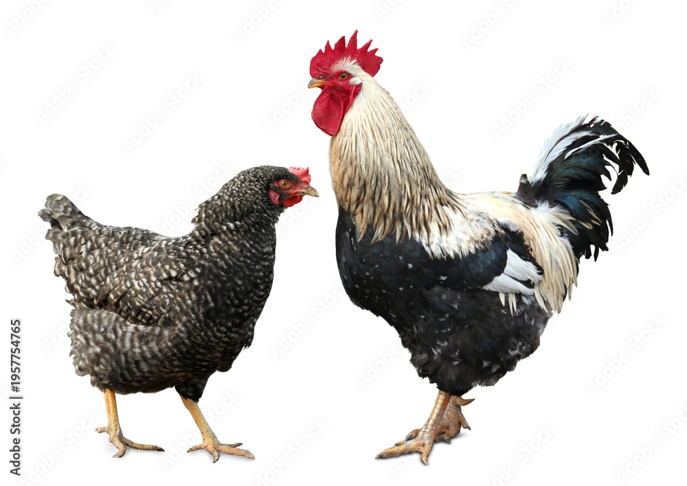 Fototapeta premium Rooster and hen on white background. Domesticated bird