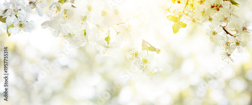 Spring blossoms on tree branches against blurred background, banner design