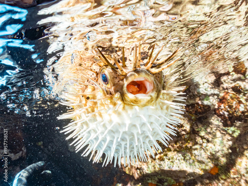 怒って膨らむハリセンボン, ハリセンボン科,
口の中にタイノエ（寄生虫）がいる。
英名学名：Balloon Porcupinefish, Diodon holocanthus, 
半水面撮影。
他。
ヒリゾ浜南伊豆町中木
静岡県伊豆半島-2025
日本有数のシュノーケリングスポット。
夏の数カ月間だけ渡し船で行ける。
水質透明度魚影が素晴らしい。
