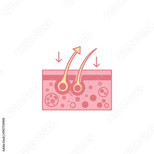 Microscopic CrossSection of Skin with Hair Follicle. Vector Illustrations. EPS Editable