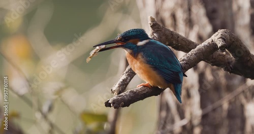 A Kingfisher eating a fish while perched on a tree branch