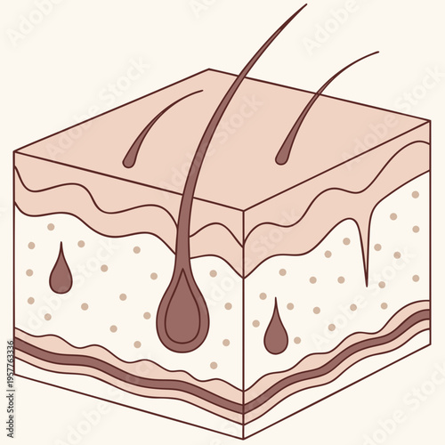 Detailed cross section illustration of skin layers showing hair follicles pores and sebaceous glands