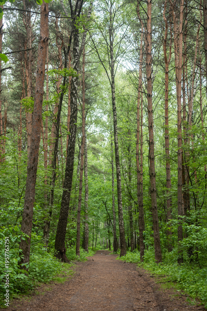 Obraz premium Mixed birch and pine forest around Moscow, Russia.