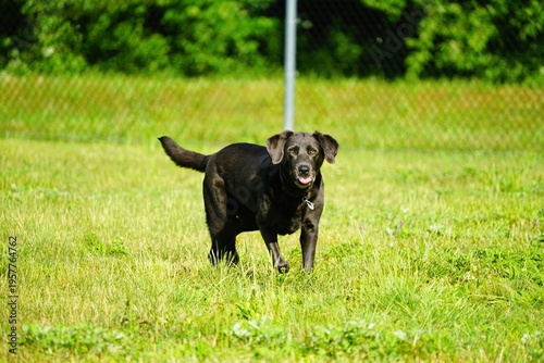 Silver Labrador