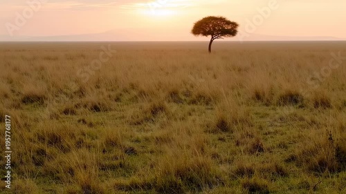 African savanna landscape at sunset with lone tree silhouetted against a golden sky