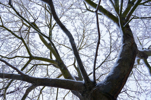 雪が積もった冬の樹木